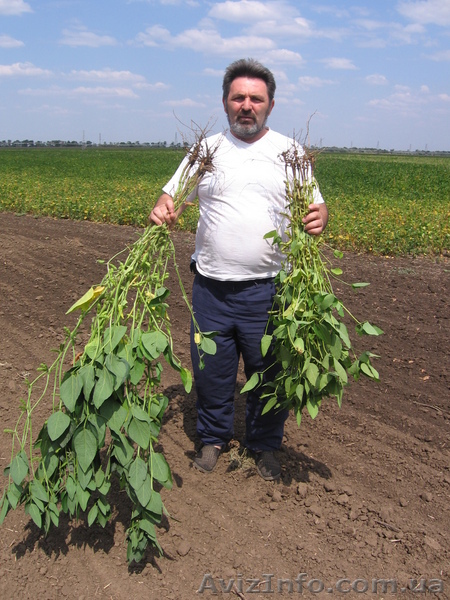 Семена со лучшие в мире - <ro>Изображение</ro><ru>Изображение</ru> #1, <ru>Объявление</ru> #14321
