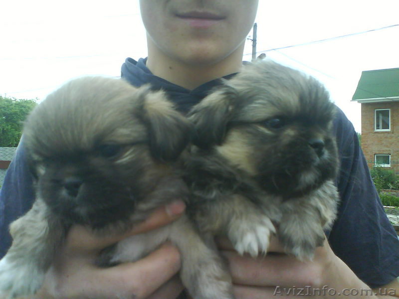 пекинес,тибетский спаниель, королевский. - <ro>Изображение</ro><ru>Изображение</ru> #1, <ru>Объявление</ru> #36827