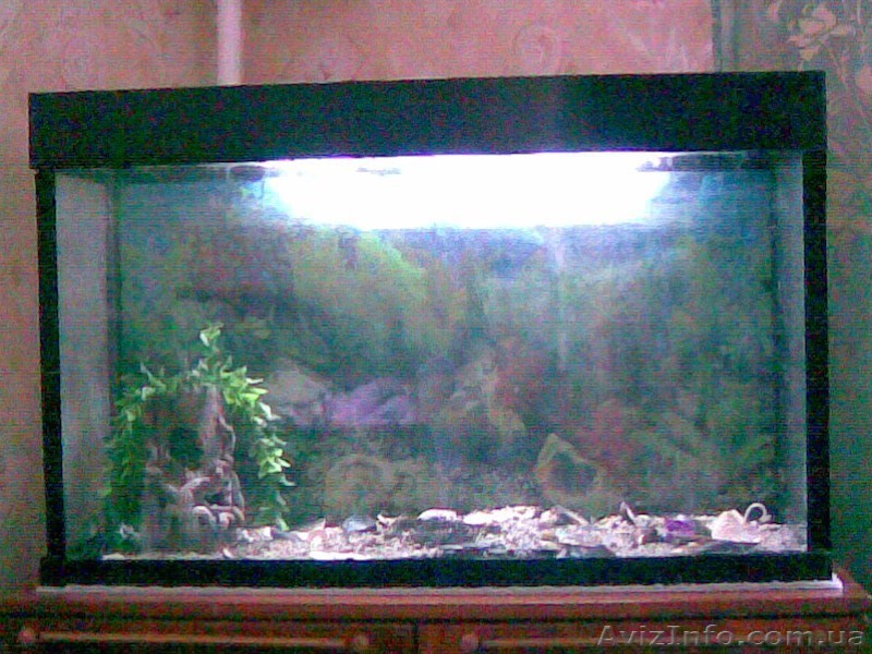 АКВАРИУМ ДЛЯ ДОМА И ОФИСА - <ro>Изображение</ro><ru>Изображение</ru> #1, <ru>Объявление</ru> #31772