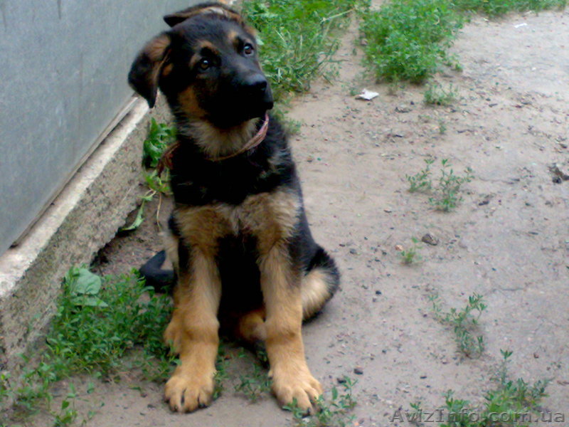 Щенки Немецкой овчарки,Кировоград - <ro>Изображение</ro><ru>Изображение</ru> #1, <ru>Объявление</ru> #54118