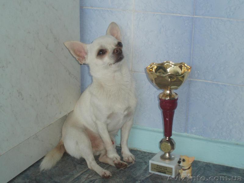 кобель чихуахуа ищет невесту - <ro>Изображение</ro><ru>Изображение</ru> #1, <ru>Объявление</ru> #78606