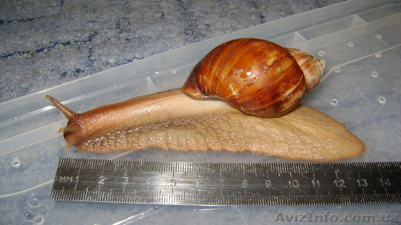 Улитка сухопутная Ахатина ФУЛИКА и Ахатина РЕТИКУЛЯТА  ПРЕДЛАГАЮ - <ro>Изображение</ro><ru>Изображение</ru> #1, <ru>Объявление</ru> #104733