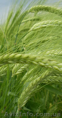 Инсектициды            - <ro>Изображение</ro><ru>Изображение</ru> #1, <ru>Объявление</ru> #170194