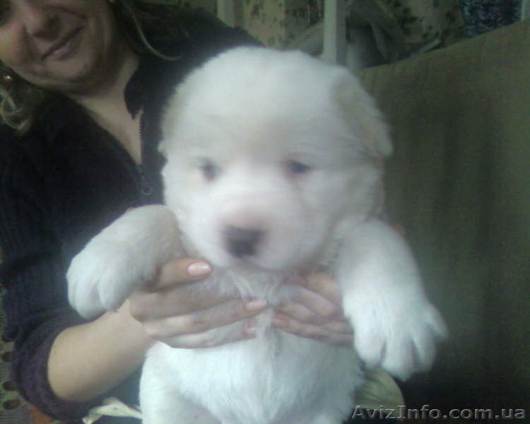 продажа щенков алабаев - <ro>Изображение</ro><ru>Изображение</ru> #1, <ru>Объявление</ru> #180882