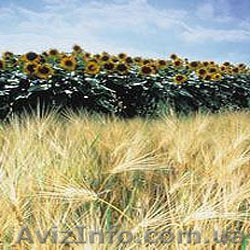 Регуляторы роста - <ro>Изображение</ro><ru>Изображение</ru> #1, <ru>Объявление</ru> #170200