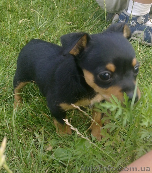 русский той тереьр чистопородные щенки - <ro>Изображение</ro><ru>Изображение</ru> #1, <ru>Объявление</ru> #360928