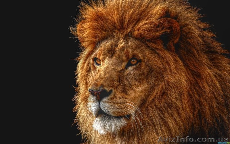 Video Lion Studio - <ro>Изображение</ro><ru>Изображение</ru> #1, <ru>Объявление</ru> #586932