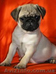 щенок мальчик,породы мопс - <ro>Изображение</ro><ru>Изображение</ru> #1, <ru>Объявление</ru> #624250