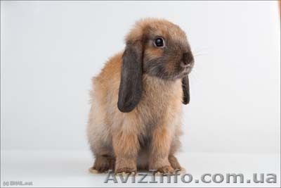 продам декоративного кролика девочка кировоград - <ro>Изображение</ro><ru>Изображение</ru> #1, <ru>Объявление</ru> #658821