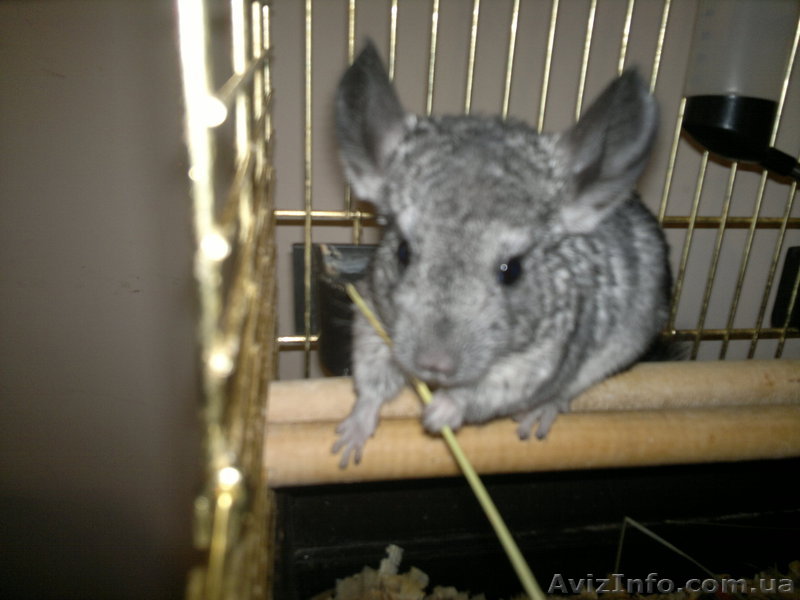 продаю годовалых шиншилл, клетку - <ro>Изображение</ro><ru>Изображение</ru> #1, <ru>Объявление</ru> #710738