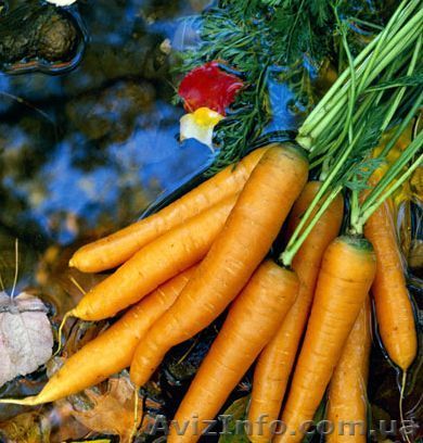 ОВОЩИ- ОПТОМ МОРКОВЬ, БУРЯК, ЛУК ХОРОШИЕ СОРТА - <ro>Изображение</ro><ru>Изображение</ru> #1, <ru>Объявление</ru> #729413