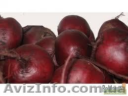 Продам свеклу сорт Детройт оптом. - <ro>Изображение</ro><ru>Изображение</ru> #1, <ru>Объявление</ru> #765147
