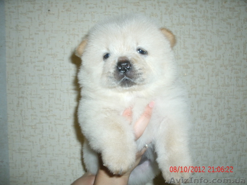 кремовые щенки чау-чау - <ro>Изображение</ro><ru>Изображение</ru> #1, <ru>Объявление</ru> #771109