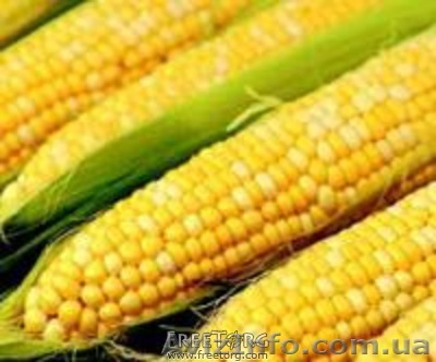 ПРОДАМ СЕМЕНА ГИБРИДОВ КУКУРУЗЫ - <ro>Изображение</ro><ru>Изображение</ru> #1, <ru>Объявление</ru> #783799