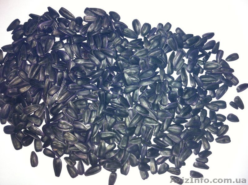 семена подсолнечника,кондитерские сорта "алмаз","донской" - <ro>Изображение</ro><ru>Изображение</ru> #1, <ru>Объявление</ru> #847227