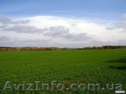 Продам пай 5.40 га. или обменяю на жиле в Кировограде. - <ro>Изображение</ro><ru>Изображение</ru> #1, <ru>Объявление</ru> #871837