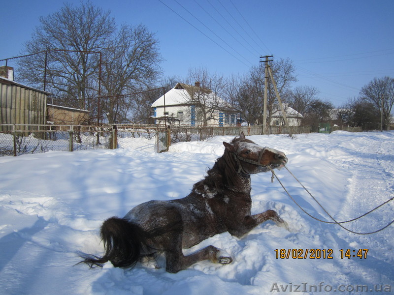 Продам лошадку очень хорошая. послушная.. не против детишек. - <ro>Изображение</ro><ru>Изображение</ru> #1, <ru>Объявление</ru> #874655