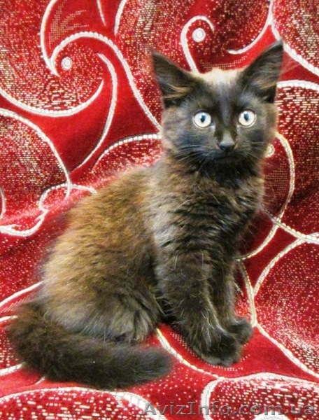 Отдам котёнка. Кировоград. Тел: 0660834837 - <ro>Изображение</ro><ru>Изображение</ru> #1, <ru>Объявление</ru> #919311