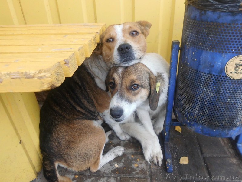 Собачка ищет дом! - <ro>Изображение</ro><ru>Изображение</ru> #1, <ru>Объявление</ru> #978527
