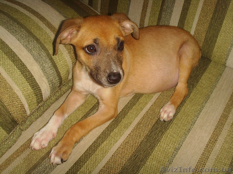 Щенку НУЖЕН ДОМ И ЗАБОТЛИВЫЕ ХОЗЯЕВА! - <ro>Изображение</ro><ru>Изображение</ru> #1, <ru>Объявление</ru> #979038