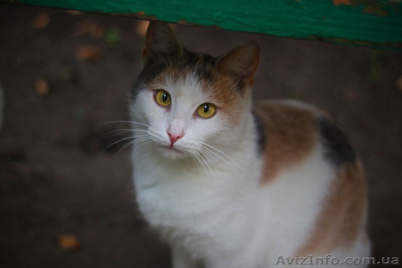 Красавица-кошечка ищет семью! - <ro>Изображение</ro><ru>Изображение</ru> #1, <ru>Объявление</ru> #977237