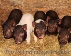 Продам корейских поросят, Кировоград - <ro>Изображение</ro><ru>Изображение</ru> #1, <ru>Объявление</ru> #978980