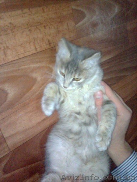 Котенка отдам!(девочка) - <ro>Изображение</ro><ru>Изображение</ru> #1, <ru>Объявление</ru> #974732