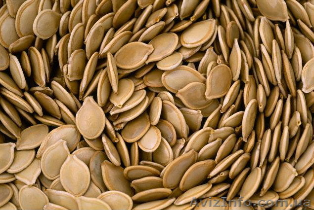 Закупаем семена тыквы - <ro>Изображение</ro><ru>Изображение</ru> #1, <ru>Объявление</ru> #980530