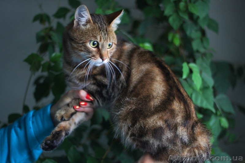 Метис бенгальского кота - <ro>Изображение</ro><ru>Изображение</ru> #1, <ru>Объявление</ru> #992769