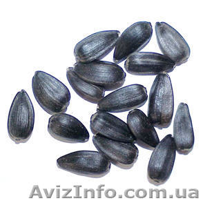 продам семена подсолнечника, супер урожайный сорт "Украинский Ф1" - <ro>Изображение</ro><ru>Изображение</ru> #1, <ru>Объявление</ru> #1018142