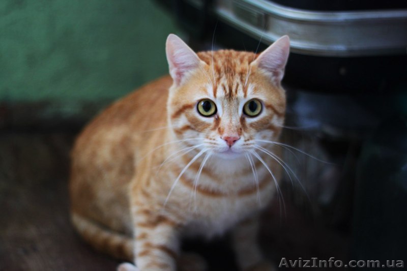 Молодой рыжий котик ищет семью!!!  - <ro>Изображение</ro><ru>Изображение</ru> #1, <ru>Объявление</ru> #1022934