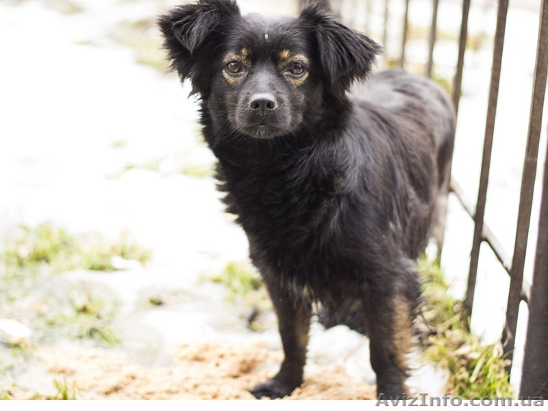 Молодая собачка -девочка ищет заботливых хозяев.  - <ro>Изображение</ro><ru>Изображение</ru> #1, <ru>Объявление</ru> #1041127