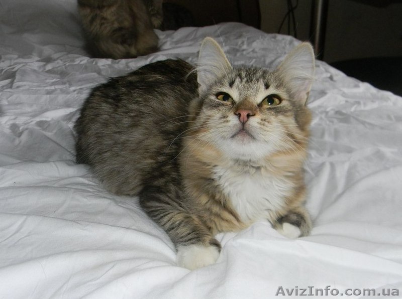 Очень красивая котенок-кошечка ищет дом!  - <ro>Изображение</ro><ru>Изображение</ru> #1, <ru>Объявление</ru> #1040939