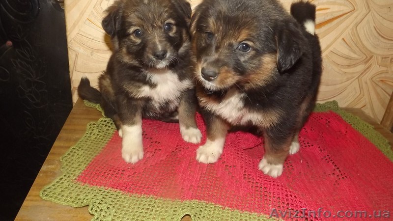 Два щенка-девочки ищут дом!  - <ro>Изображение</ro><ru>Изображение</ru> #1, <ru>Объявление</ru> #1086025