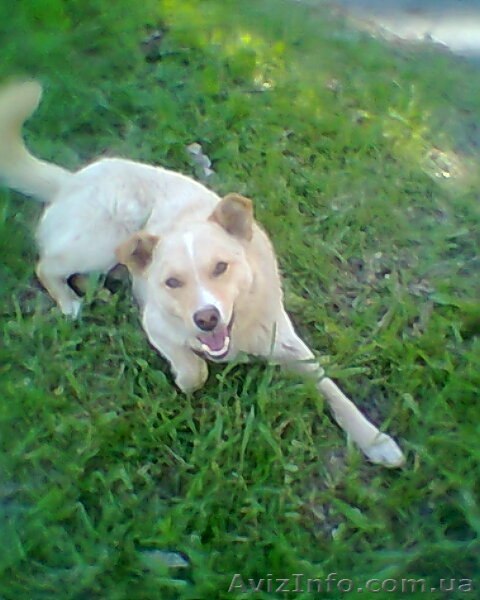 Молодой кобелек для хороших людей!!!  - <ro>Изображение</ro><ru>Изображение</ru> #1, <ru>Объявление</ru> #1087727