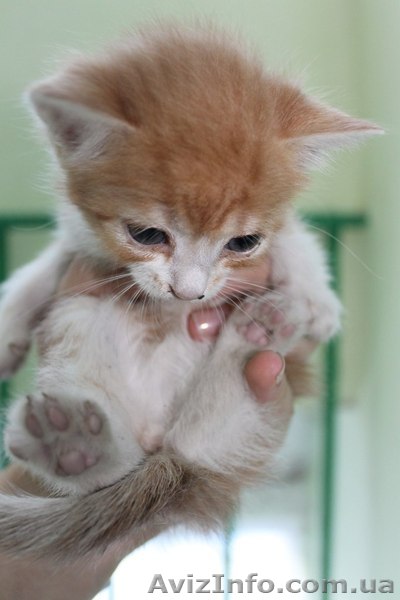 Рыженькая девочка в хорошие руки!!  - <ro>Изображение</ro><ru>Изображение</ru> #1, <ru>Объявление</ru> #1087615