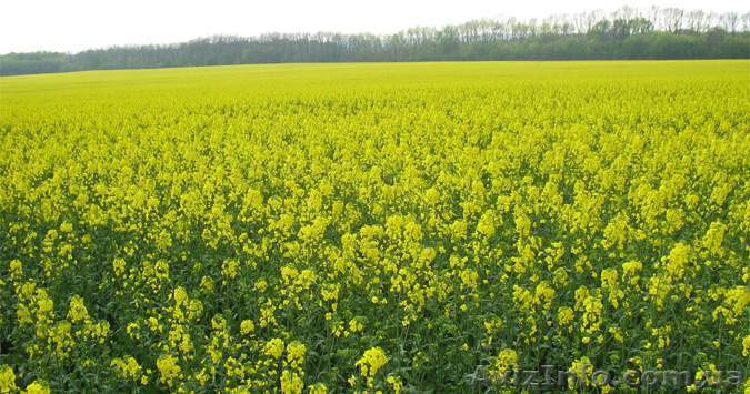 =купим подсолнечник, рапс, пшеницу, сою, кукурузу, ячмень.= - <ro>Изображение</ro><ru>Изображение</ru> #1, <ru>Объявление</ru> #1116755