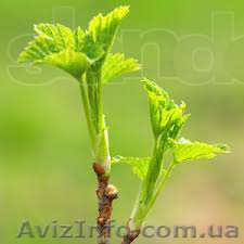 Саженцы черной смородины - <ro>Изображение</ro><ru>Изображение</ru> #1, <ru>Объявление</ru> #1144852