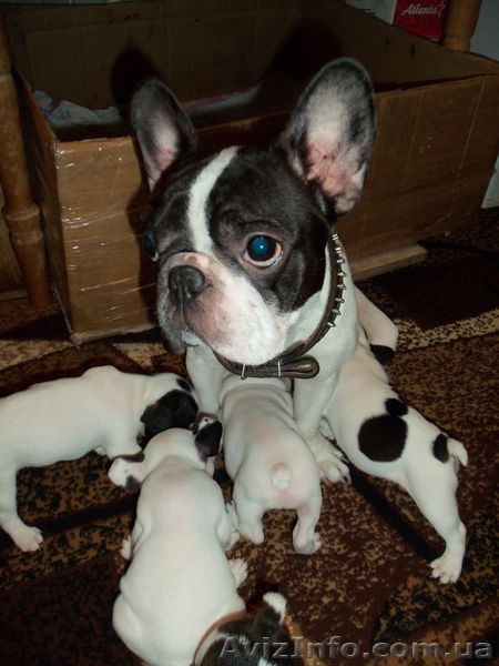 Продам щенков-французиков, маленьких бульдожек. - <ro>Изображение</ro><ru>Изображение</ru> #1, <ru>Объявление</ru> #1178545