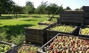 Сельхозработы-требуются люди - <ro>Изображение</ro><ru>Изображение</ru> #1, <ru>Объявление</ru> #1221684