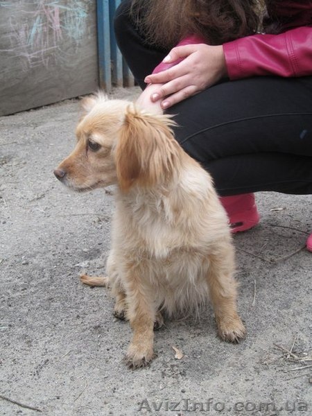 отдам собачку в добрые руки - <ro>Изображение</ro><ru>Изображение</ru> #1, <ru>Объявление</ru> #1233267