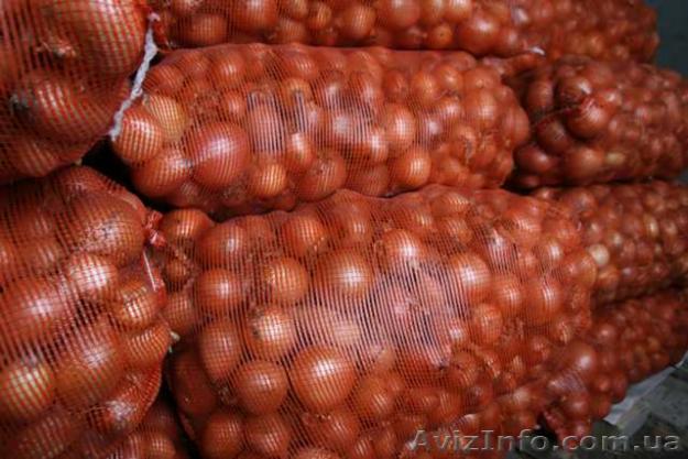 Лук репчатый в сетках - <ro>Изображение</ro><ru>Изображение</ru> #1, <ru>Объявление</ru> #1301802