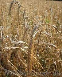 семена озимого ячменя, сорт "Луран". Чехия - <ro>Изображение</ro><ru>Изображение</ru> #1, <ru>Объявление</ru> #1301863