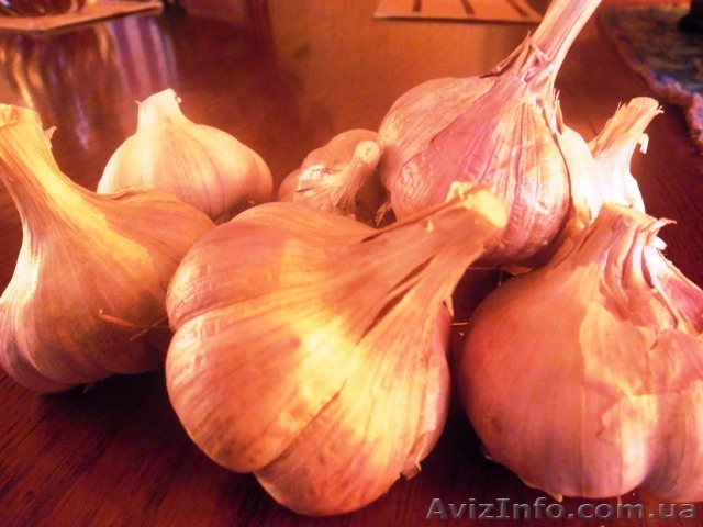 продам часник, воздушку часнику, однозубку часника - <ro>Изображение</ro><ru>Изображение</ru> #1, <ru>Объявление</ru> #1349890