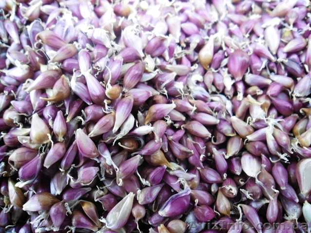 Продам часник Насіння часнику - <ro>Изображение</ro><ru>Изображение</ru> #1, <ru>Объявление</ru> #1343867