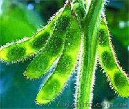 Семена посевной сои под раундап - <ro>Изображение</ro><ru>Изображение</ru> #1, <ru>Объявление</ru> #1383122