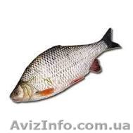 Продам плотву  с/м. Опт.				 - <ro>Изображение</ro><ru>Изображение</ru> #1, <ru>Объявление</ru> #1510915