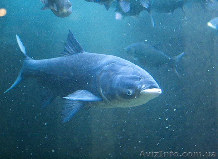 Продам оптом толстолобик 10+ - <ro>Изображение</ro><ru>Изображение</ru> #1, <ru>Объявление</ru> #1510926