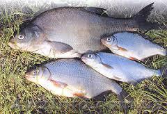 Продам свежемороженую  рыбу.  - <ro>Изображение</ro><ru>Изображение</ru> #1, <ru>Объявление</ru> #1538572