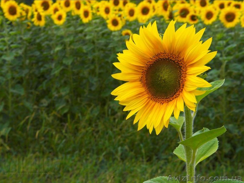 Продаємо Карлос 105 гібрид соняшнику - <ro>Изображение</ro><ru>Изображение</ru> #1, <ru>Объявление</ru> #1589530